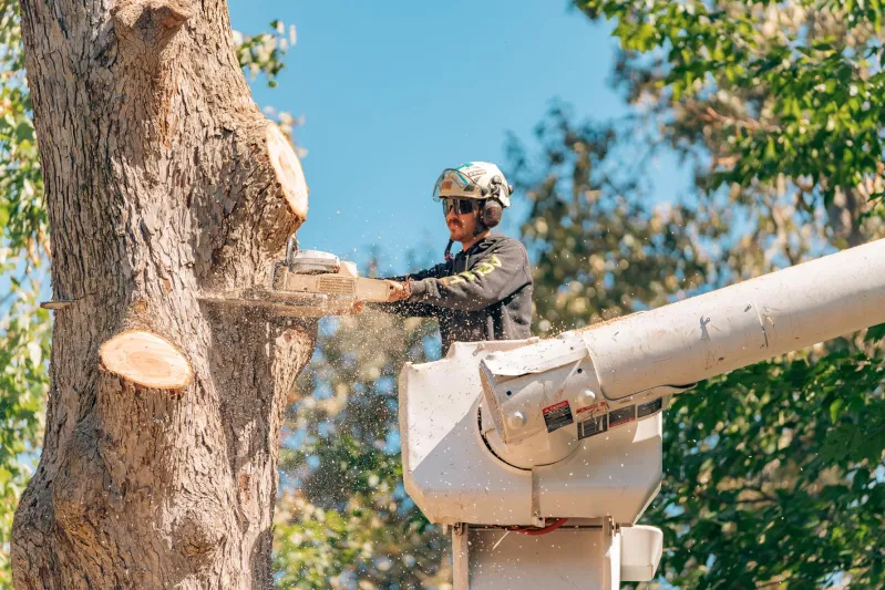 Tree Takedown Special &mdash; Tree Service case study in Spartanburg, SC